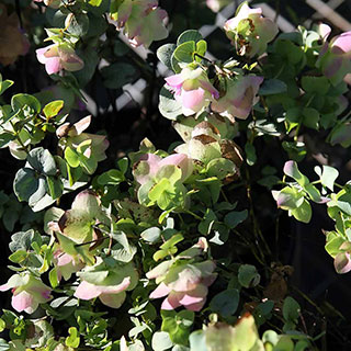 origanum -kent beauty origanum -kent beauty